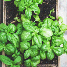 Load image into Gallery viewer, Basil Essential Oil
