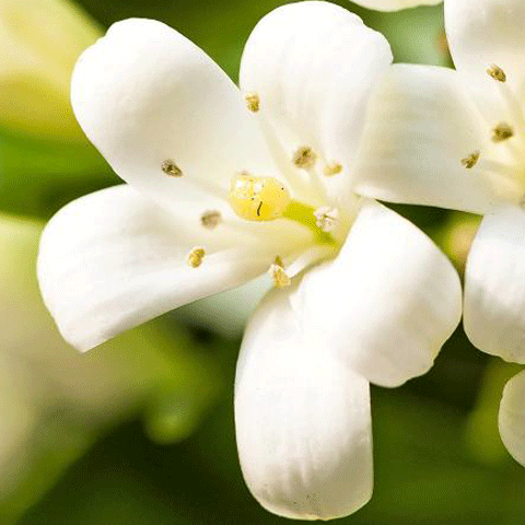 Jasmine Essential Oil