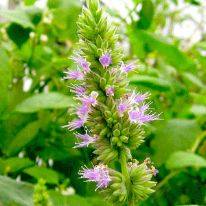 Patchouli Essential Oil